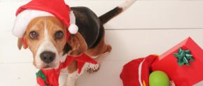 Weihnachtsgeld - Wer bekommt wieviel? 