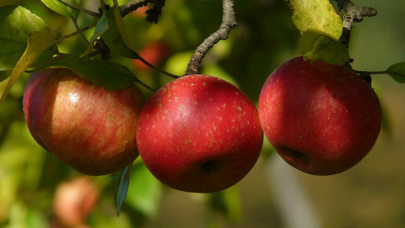 Feuerbrand führt zu Ernteausfall bei Obstbauern Feuerbrand führt zu Ernteausfall bei Obstbauern