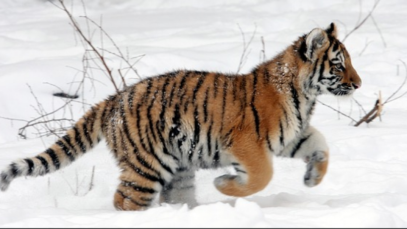 GDV-Vertriebskodex: Prüfzeugnisse stempeln einen Papiertiger GDV-Vertriebskodex: Prüfzeugnisse stempeln einen Papiertiger