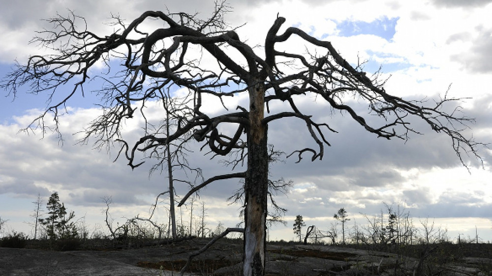 Bei den aktuellen hitzigen Temperaturen ist die Waldbrandgefahr besonders hoch. Gegen den wirtschaftlichen Schaden eines Waldbrandes können sich Waldbesitzer absichern.