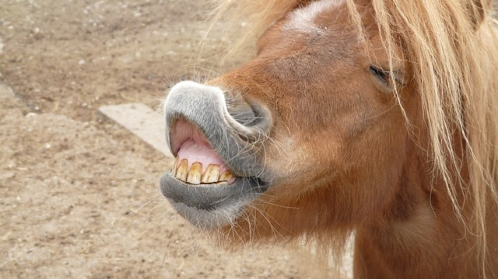 Auch auf einem Pony-Hof kann einem das Lachen im Hals stecken bleiben - findet Freddy Morgengrauen.