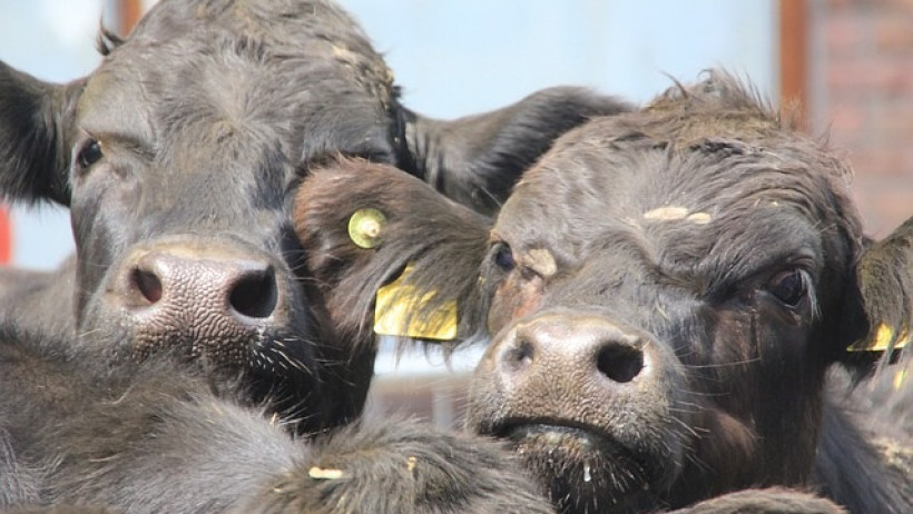 Axa bietet Schutz für landwirtschaftliche Betriebe Axa bietet Schutz für landwirtschaftliche Betriebe