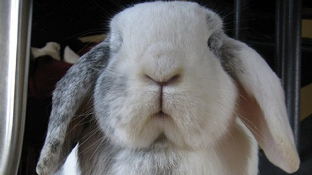 Hätte wohl keine Probleme, die von Hans-Werner Sinn geforderten drei Kinder zu zeugen: Ein gebärfreudiges Kaninchen