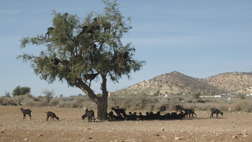 Hungrige Ziegen klettern auf einen Baum, um die letzten Blätter zu fressen. Soziale und ökologische Gesichtspunkte spielen im Freihandel oft nur eine untergeordnete Rolle.