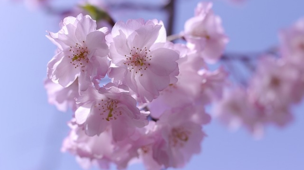 Kirschblüten sind in Japan besonders beliebt. Nun engagiert sich mit Daido einer der größeren japanischen Versicherer in Deutschland.