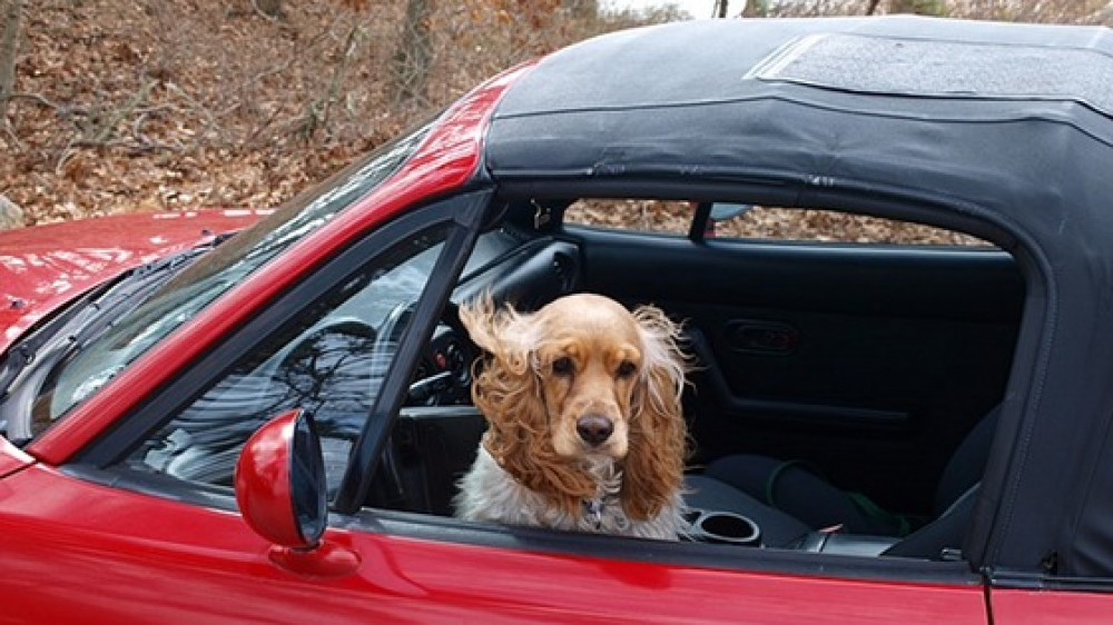 Der Hund am Steuer lässt sich noch nicht versichern: Aber mit einer App sich nun der Fahrerkreis erweitern.