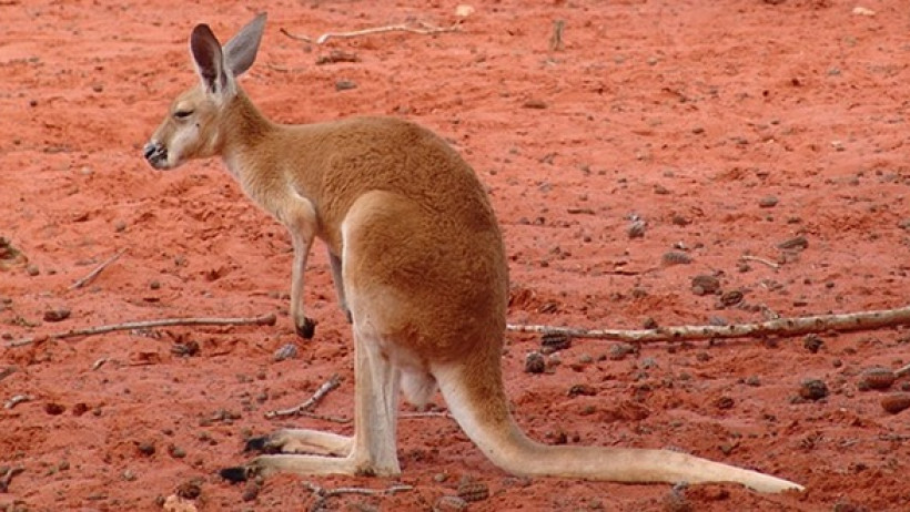 Die Rente mit 70 - Australien plant Rentenalter anzuheben Die Rente mit 70 - Australien plant Rentenalter anzuheben