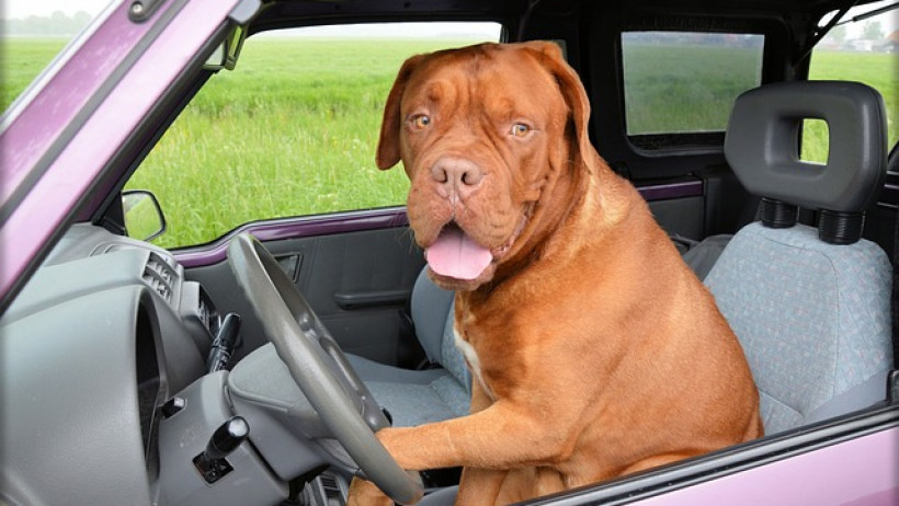 Allianz Versicherung warnt - Hunde im Auto immer sichern! Allianz Versicherung warnt - Hunde im Auto immer sichern!