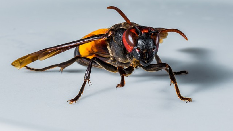 Kfz-Versicherung: Wer haftet bei Unfällen durch Insekten? Kfz-Versicherung: Wer haftet bei Unfällen durch Insekten?