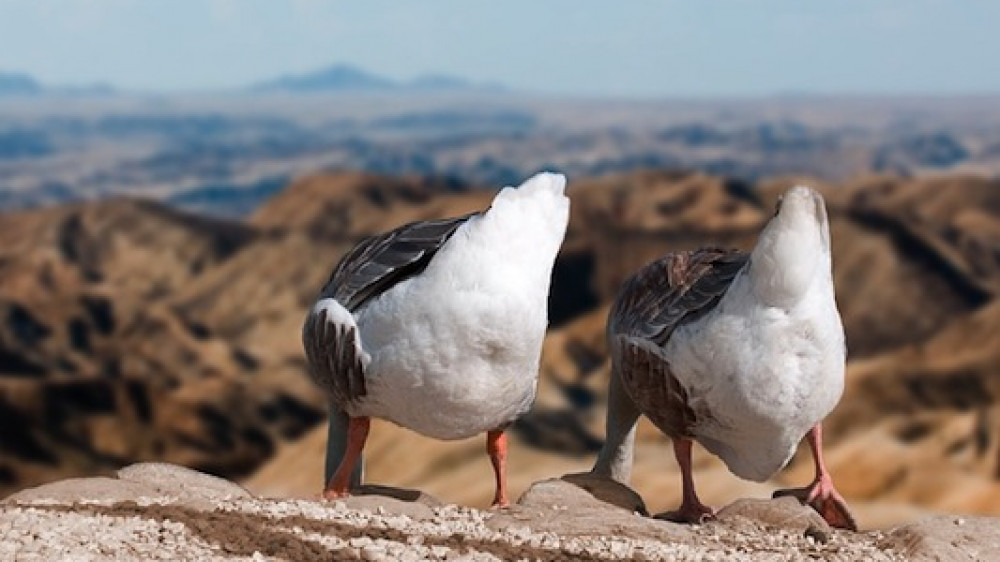 Schauen in den Abgrund: Versicherte von Gruppenrechtsschutzverträgen der DEVK