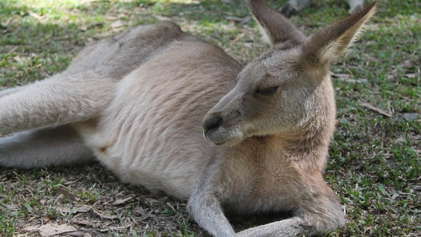 Australien Eigentor: Märktwächter fordern Provisionsdeckel für Lebensversicherung Australien Eigentor: Märktwächter fordern Provisionsdeckel für Lebensversicherung