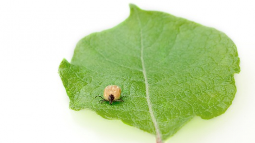 Zeckenbiss und Zecke - Schon im Frühjahr lauern Blutsauger!