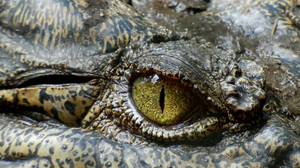 Besser nicht füttern! Krokodile können bis zu 7 Meter lang werden.