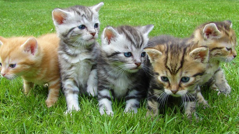 Katze und Co. - Versicherungen für Samtpfötchen Katze und Co. - Versicherungen für Samtpfötchen