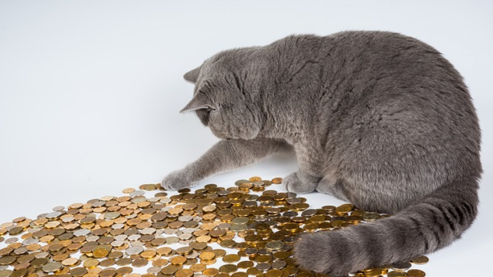 Alles für die Katz? Anlageberater haften für ihren guten bzw. schlechten Rat.