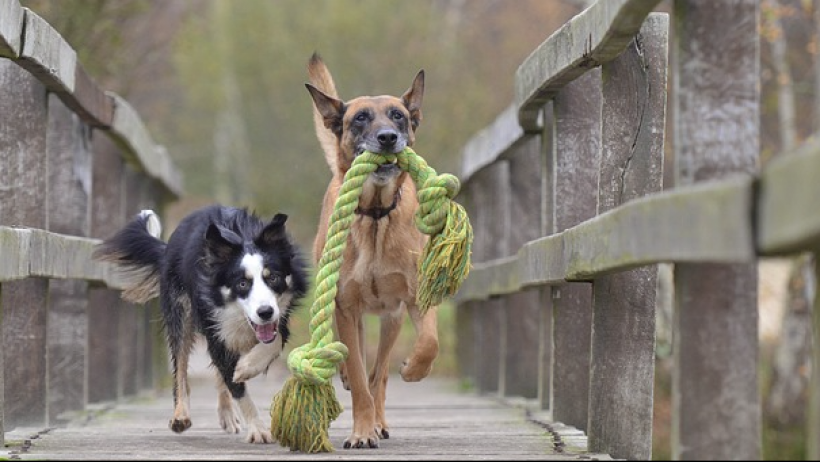 Hunde verursachen jährliche Haftpflichtschäden in Höhe von 80 Millionen Euro Hunde verursachen jährliche Haftpflichtschäden in Höhe von 80 Millionen Euro