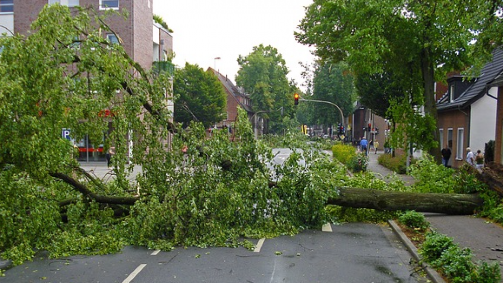 Ein Baum ist auf die Straße gestürzt (Archivfoto). Schwere Sommerstürme werden immer häufiger, warnt der GDV.