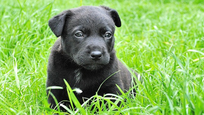 Hund Tierhalterhaftpflicht Hund Tierhalterhaftpflicht
