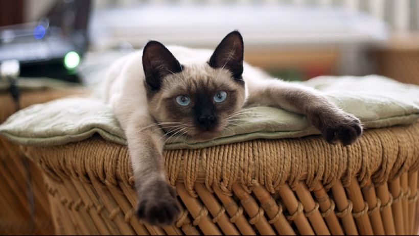 Steuererklärung - Betreuung einer Katze kann haushaltsnahe Dienstleistung sein Steuererklärung - Betreuung einer Katze kann haushaltsnahe Dienstleistung sein