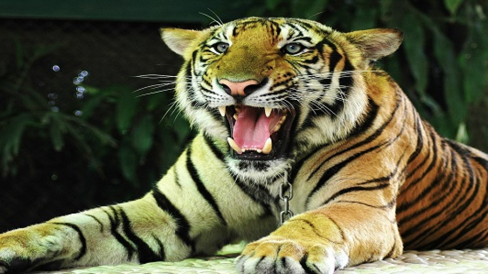 BaFin - Die Entwicklung vom zahnlosen Tiger zum gefährlichen Marktwächter.