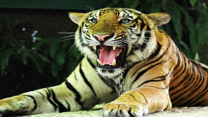 Tiger Tiger