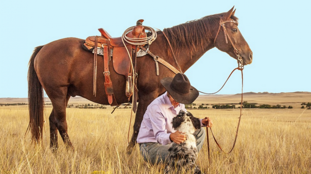Pferd und Hund sollten mit einer guten Haftpflichtversicherung abgesichert sein (Symbolbild).