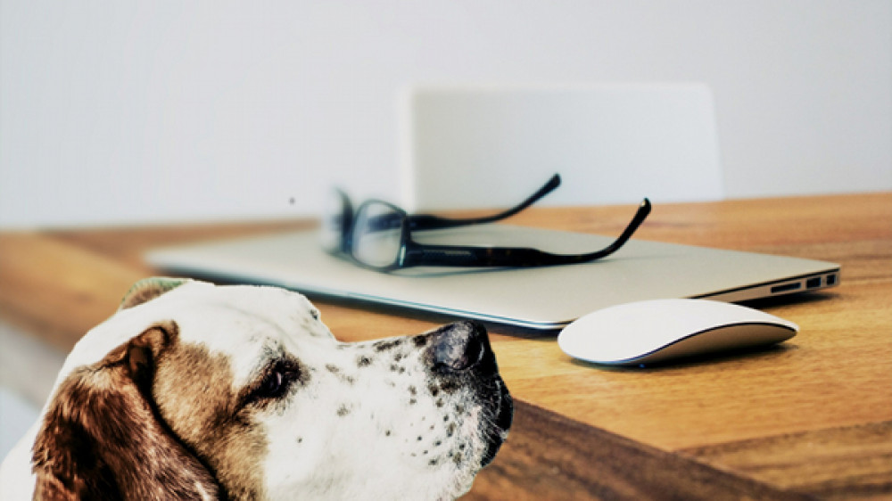 Prozess um Tierhaftpflichtversicherung: Die HDI Versicherung klagte auf die Zahlung einer Versicherungsprämie und wurde nun vom Amtsgericht Leverkusen abgewiesen. Die beklagte Hundehalterin muss nicht zahlen, da durch die lange Bearbeitungszeit kein rechtsgültiger Vertrag zustande kam.