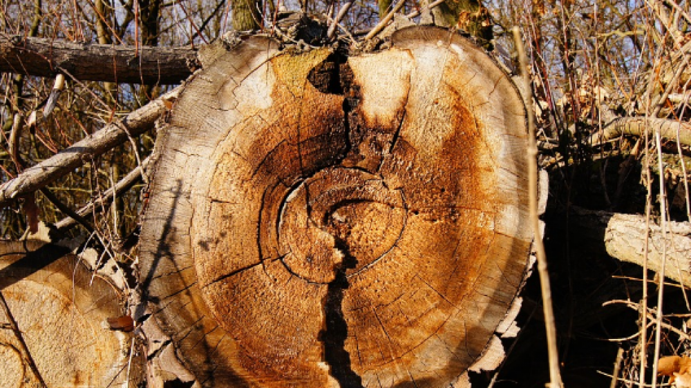 Altersringe eines Baumes (Symbolbild). Wer die Rente mit 63 in Anspruch nehmen will, darf die letzten beiden Jahre zuvor nicht arbeitslos gewesen sein.