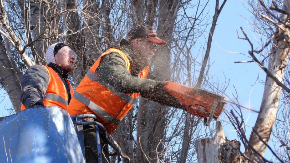 Wer haftet, wenn ein Baum aufs Nachbarhaus fällt? (Symbolbild).