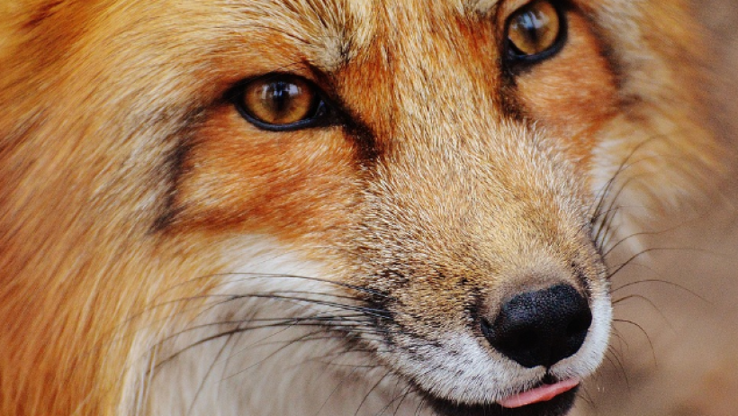 InsurTech FinanceFox erfolgreich abgemahnt InsurTech FinanceFox erfolgreich abgemahnt