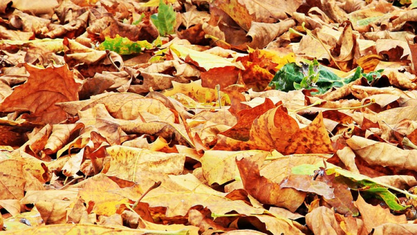 Herbstlaub ausrutschen Haftung Versicherung Herbstlaub ausrutschen Haftung Versicherung