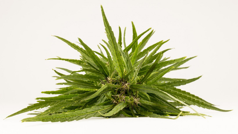 Krankenkassen zahlen für Cannabis auf Rezept Krankenkassen zahlen für Cannabis auf Rezept
