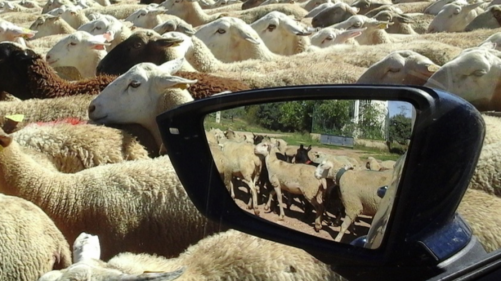 Versicherungsschaden im Rückspiegel: Rückwirkende Versicherungen könnten ein Zukunftstrend der Branche werden (Symbolbild).