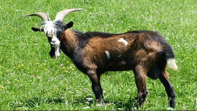 Wird der Bock zum Gärtner gemacht? Wird der Bock zum Gärtner gemacht?