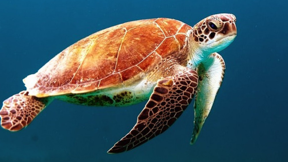 Die Menschen in den entwickelten Industrieländern werden immer älter. Dies zeigt eine Studie des Imperial College London (veröffentlicht in „The Lancet“) zur Lebenserwartung in 35 Staaten.