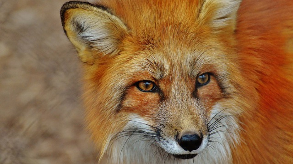 Gilt als schlaues Tier: Das Vergleichsportal KV Fux hat den Fuchs als Logo (Symbolbild).