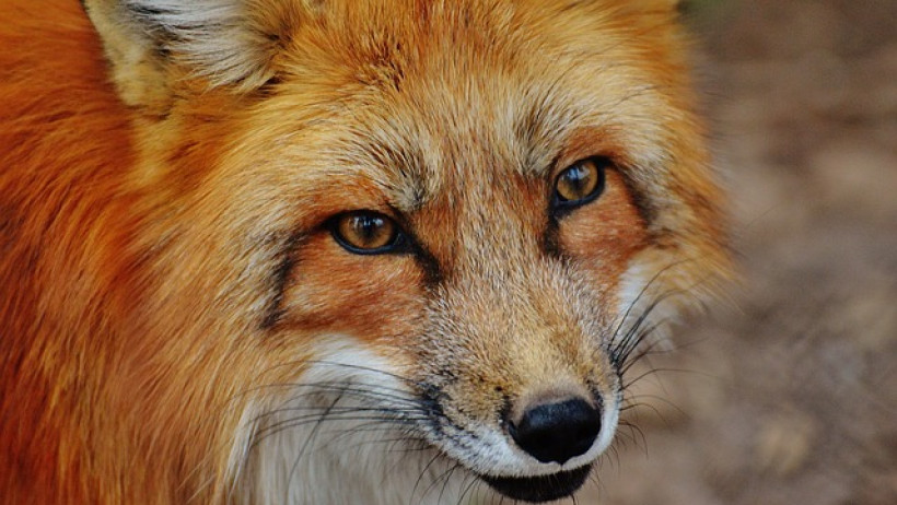 Wefox gründet digitalen Versicherer One Wefox gründet digitalen Versicherer One