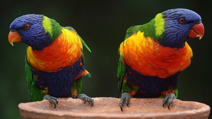 Friendsurance expandiert nach Australien Friendsurance expandiert nach Australien