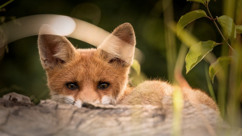 Wefox bekommt neuen Vorstandschef Wefox bekommt neuen Vorstandschef