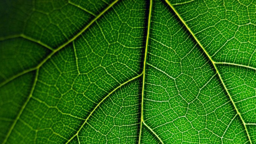 Pangaea Life - Die Bayerische startet ökologische Produktschmiede Pangaea Life - Die Bayerische startet ökologische Produktschmiede