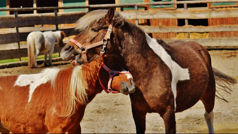 Pferdehalterhaftpflicht - Pferdebesitzer haften auch bei Reitbeteiligung Pferdehalterhaftpflicht - Pferdebesitzer haften auch bei Reitbeteiligung
