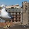 Eine Möwe in Barcelona (Symbolbild). In Katalonien strebt die Regionalregierung die Unabhängigkeit von Spanien an. Katalonien - Versicherungsschutz für Expatriaes