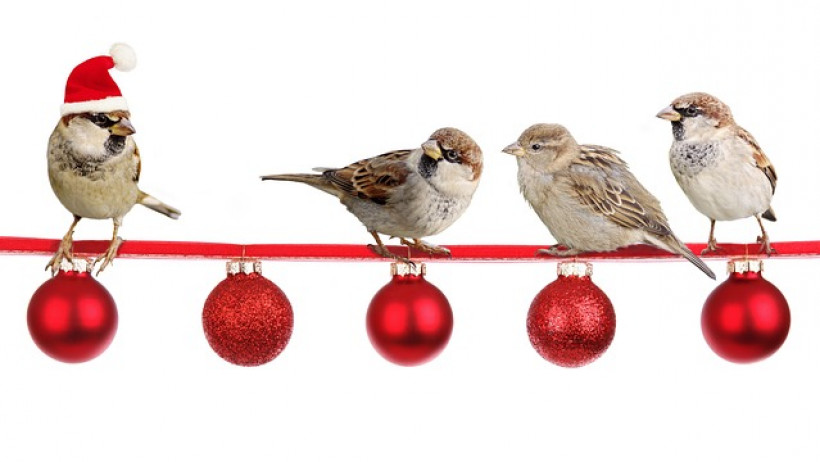 Frohe Weihnachten! Frohe Weihnachten!