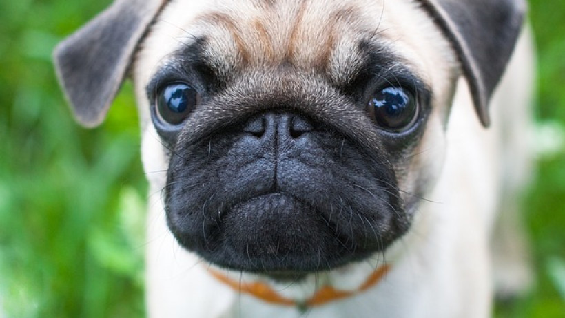Hundehalter haftet auch, wenn sich Frau hinunterbeugt Hundehalter haftet auch, wenn sich Frau hinunterbeugt