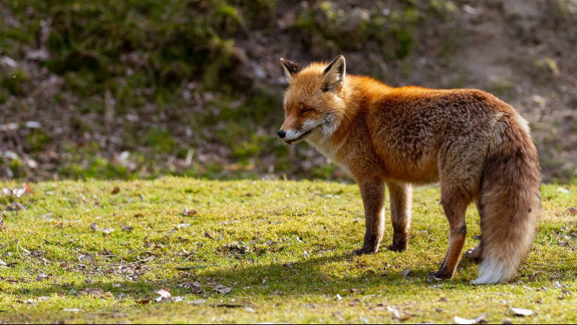 Wefox will mindestens 180 Millionen Dollar einsammeln Wefox will mindestens 180 Millionen Dollar einsammeln