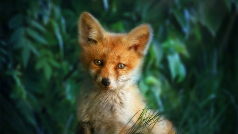 Wefox will weltweit der neue Versicherungsstandard werden Wefox will weltweit der neue Versicherungsstandard werden