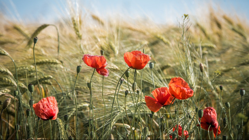 Sparkassenversicherung startet Ernteausfallversicherung Sparkassenversicherung startet Ernteausfallversicherung