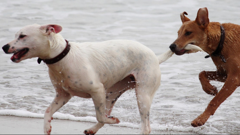 Adam Riese startet Hundehalter-Haftpflichtversicherung Adam Riese startet Hundehalter-Haftpflichtversicherung