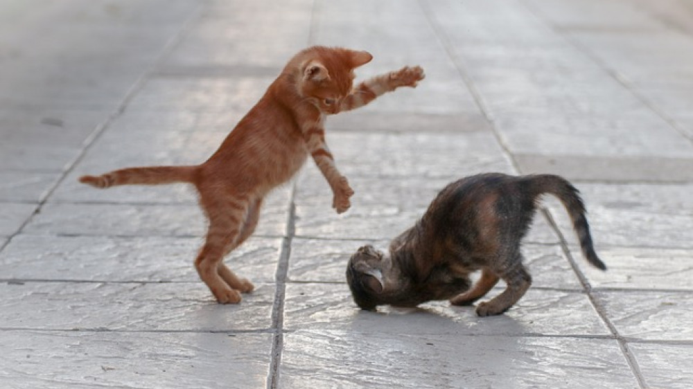 Es gibt mal wieder Streit: Wie diese beiden Katzen lieferten sich auch die HUK und Check24 wiederholt Duelle vor Gericht (Symbolbild).
