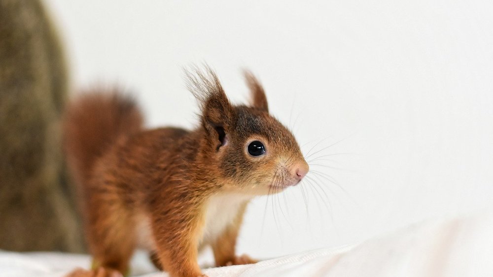 Mühsam ernährt sich das Eichhörnchen: und auch die Lebensversicherer fahren weniger Kapitalertrag ein.